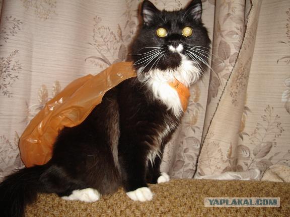 Котовторник 17 января