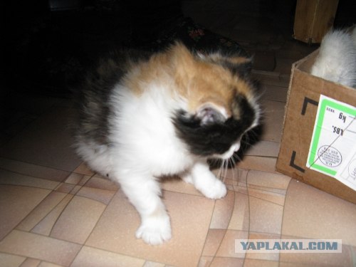 Котовторник (07.02.2012)