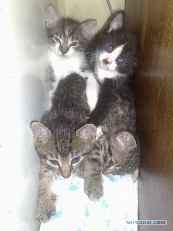 Котовторник 8 мая 2012