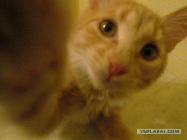 Котовторник 29.05.2012
