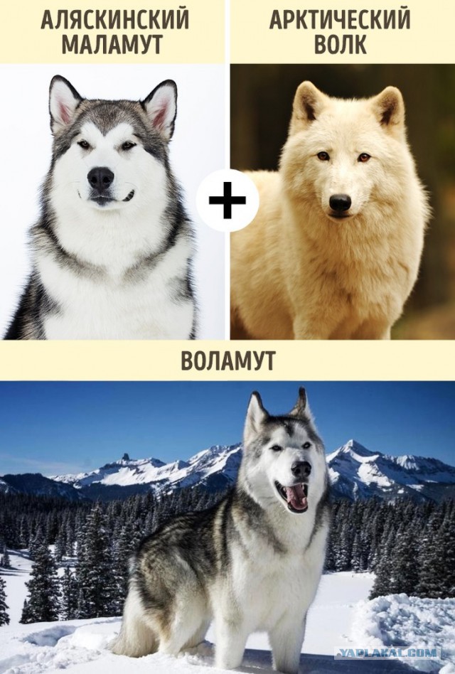 С волками жить...