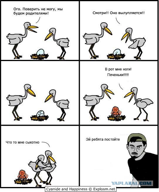 Почему аисты носят детей