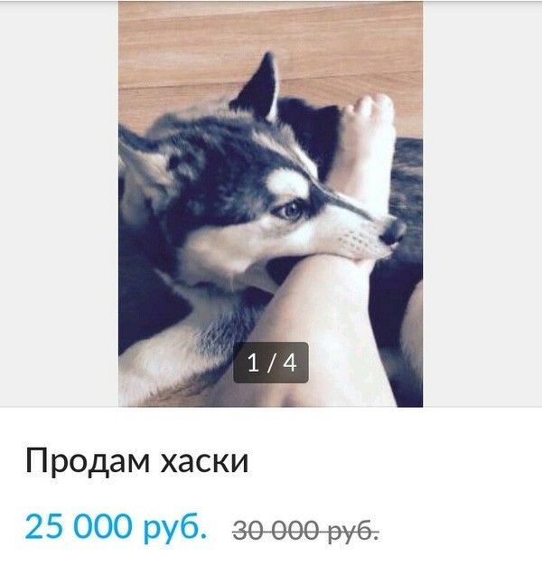 Чемпионат мира по кусю