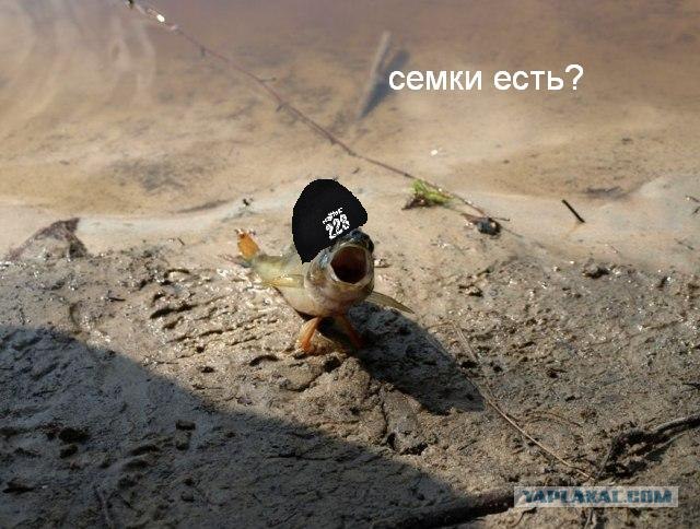 Фотожаба: "Чо?"