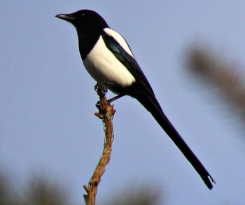 Хитрая ворона крадет сковородку