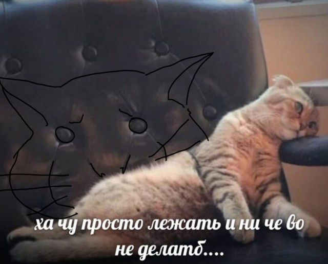 Картинки о животных, прямо и косвенно
