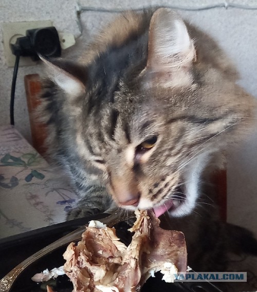 Котовторник так котовторник