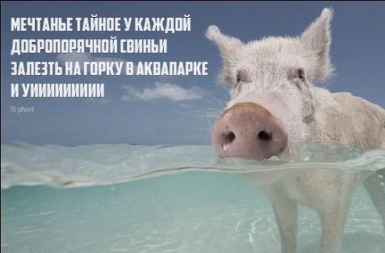 Пирожки