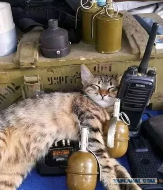 Тактический кот.