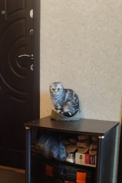 Ловушки для котов