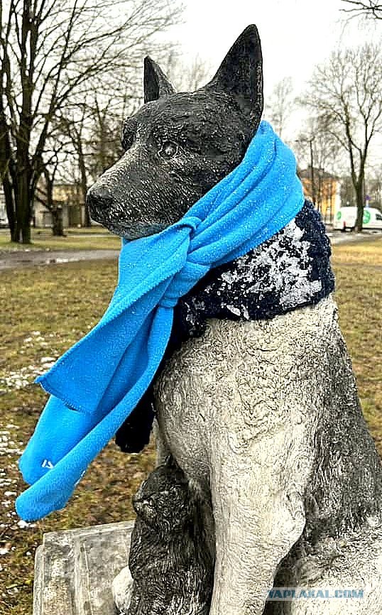 Пливет большая собачка