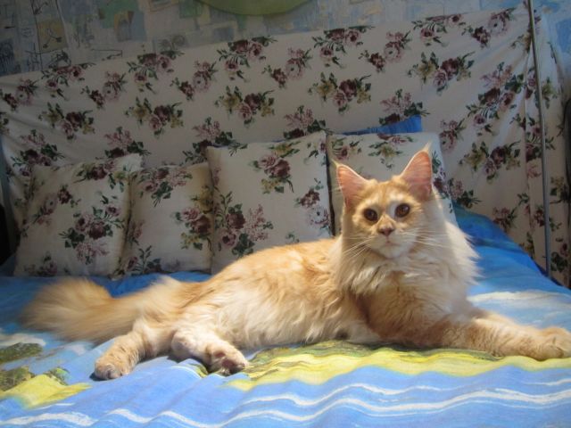 Котовторник   17.12.2013