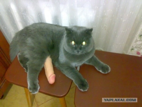 Коты ученых