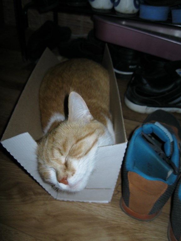 Котовторник 01.07.2014