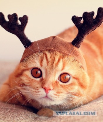 Плюсомет со шпалометом