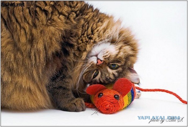 Кошачий Hardcore