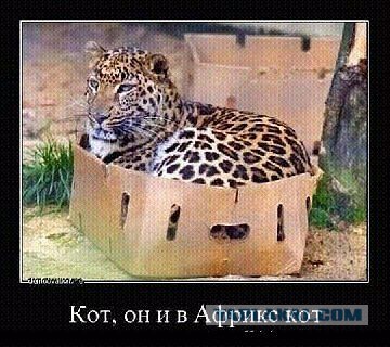 Коты, как многогранные личности