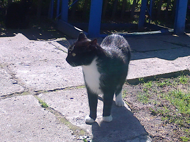 Котовторник 24.03.2015