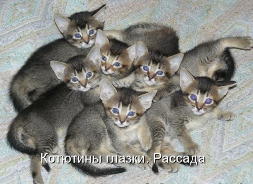 Котовторник