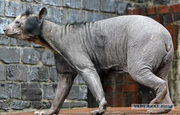 А какую таблетку выберет ЯПовец?