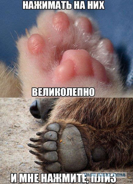 Веселые картинки
