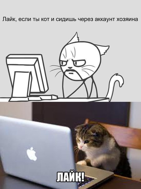 Котик и котик лайк