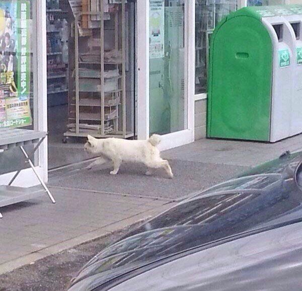 Мохнатые беспредельщики