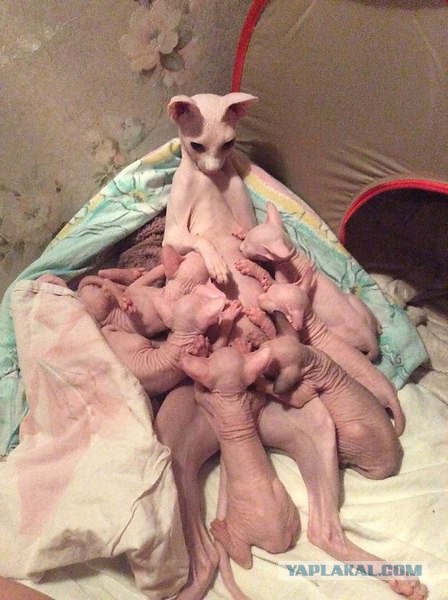 Подборка прикольных фото