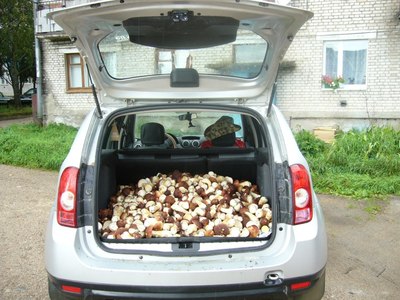 В Щучинском районе (Беларусь) семья за один день собрала около 200 кг грибов