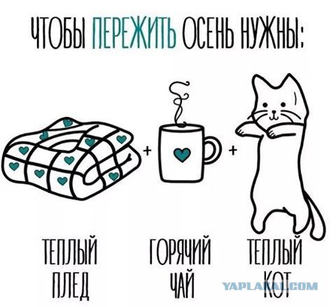 Я конечно люблю котиков, но иногда они реально как заноза в заднице