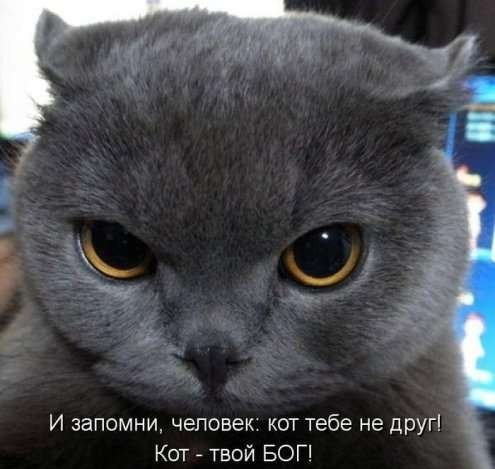 Коты из сети