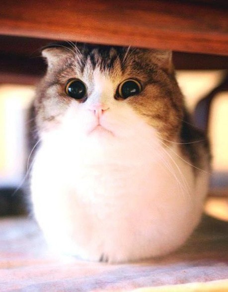 Коты и Кошки