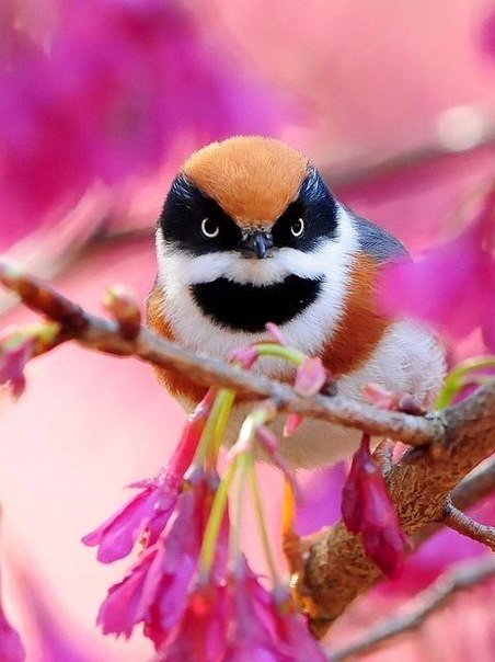 Самые смешные животные