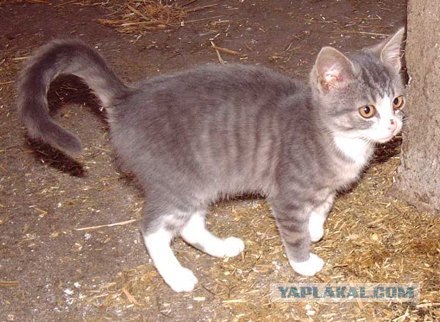 Котовторник (16.09.08)