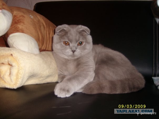 Котовторник на ферме (65 фот)