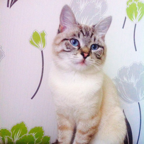 Немного милоты