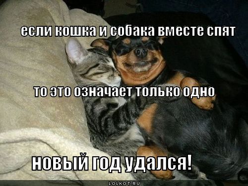 Кошки или собаки?