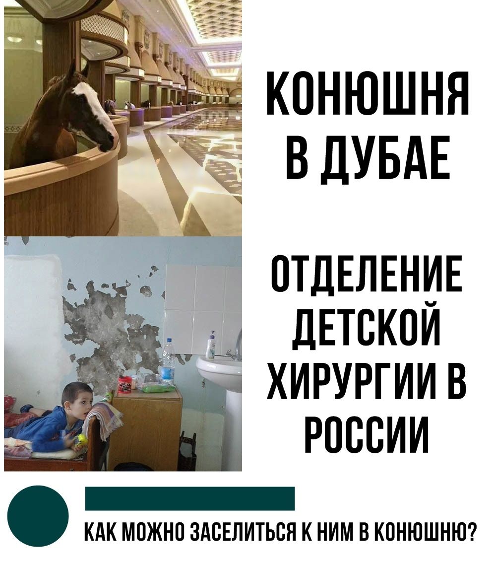 конюшня в дубае и больница