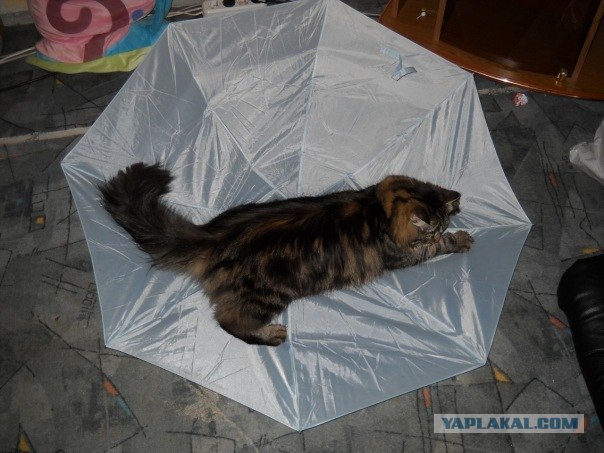 Котовторник - С праздником, котоводы!
