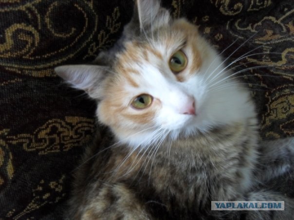 Начинаем котовторник!