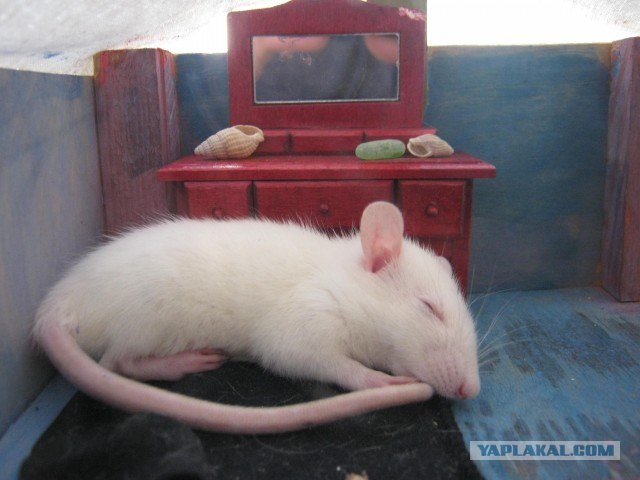 Домашние Крысы