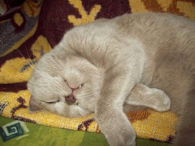 Котовторник!