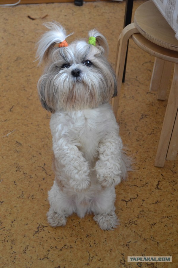 Собака-кривляка