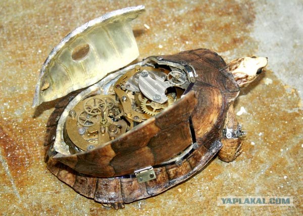 Девочка и черепаха