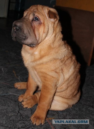 Собакочетверг!