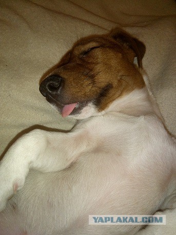 Всё что нужно знать про джек-рассела