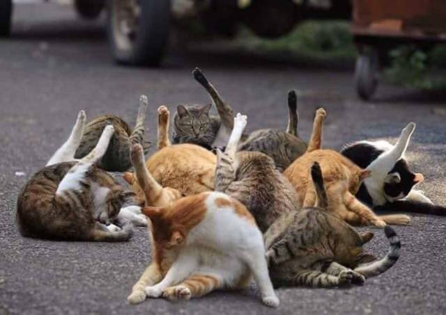 Странные фотки котеек