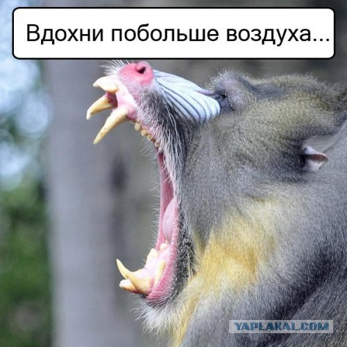 Спорим, зевнешь?))) (28 фото)