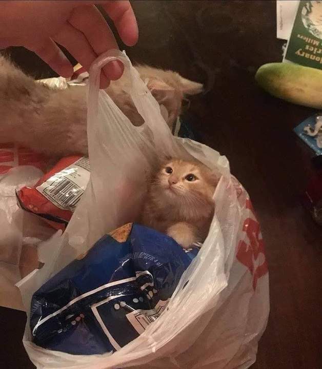 Котовторник?! Коты во вторник!