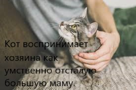Котовторник. Добавляйте своих